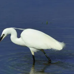 Rye Meads Nature Reserve - Hertfordshire
