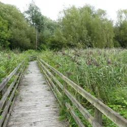 Rye Meads Nature Reserve - Hertfordshire
