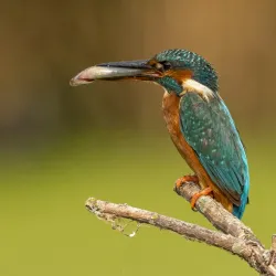 Rye Meads Nature Reserve - Hertfordshire