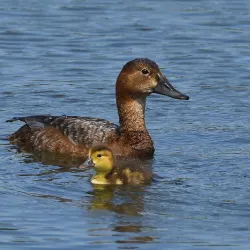 Rye Meads Nature Reserve - Hertfordshire