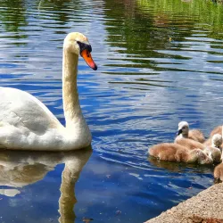 Verulamium Park - Hertfordshire