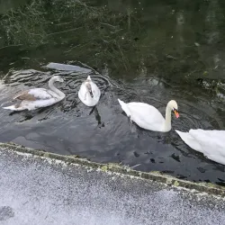 The Rye Park - High Wycombe