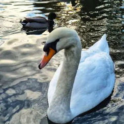 The Rye Park - High Wycombe