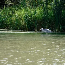 Warnham Local Nature Reserve - Horsham