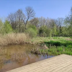 Warnham Local Nature Reserve - Horsham