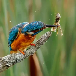Warnham Local Nature Reserve - Horsham