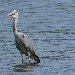 Warnham Local Nature Reserve - Horsham
