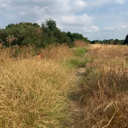 Hounslow Heath - Hounslow