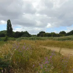 Hounslow Heath - Hounslow