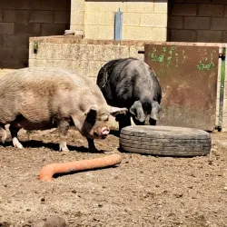 Hounslow Urban Farm - Hounslow
