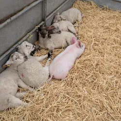 Hounslow Urban Farm - Hounslow