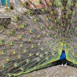 Hounslow Urban Farm - Hounslow