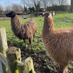 Hounslow Urban Farm - Hounslow