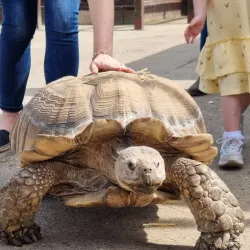 Hounslow Urban Farm - Hounslow