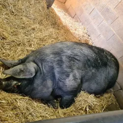 Hounslow Urban Farm - Hounslow