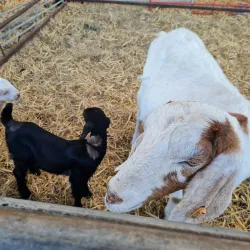 Hounslow Urban Farm - Hounslow