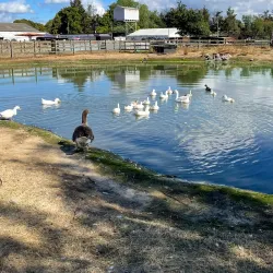 Hounslow Urban Farm - Hounslow