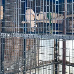 Hounslow Urban Farm - Hounslow