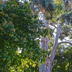 Inwood Park - Hounslow