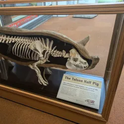 Tolson Museum - Huddersfield