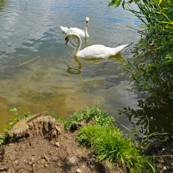 Hinchingbrooke Country Park - Huntingdon
