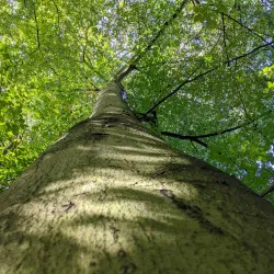 Hinchingbrooke Country Park - Huntingdon