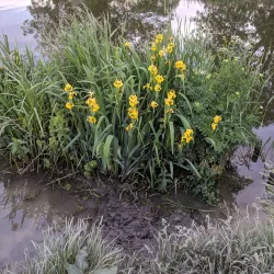 Huntingdon Riverside Walk - Huntingdon