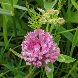 Portholme Meadow - Huntingdon