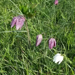 Portholme Meadow - Huntingdon