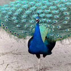 Hainault Forest Country Park - Ilford