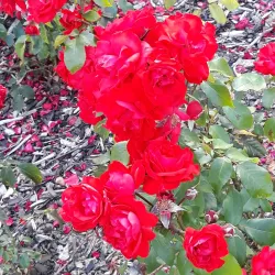 Ilford War Memorial Gardens - Ilford