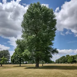 Seven Kings Park - Ilford