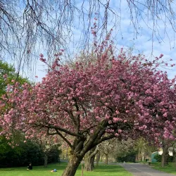 Valentines Park - Ilford