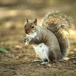 Valentines Park - Ilford
