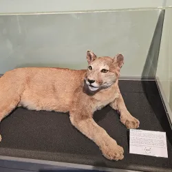 Inverness Museum and Art Gallery - Inverness