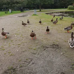 Whin Park - Inverness