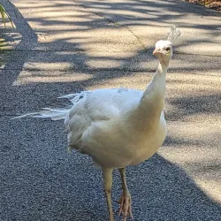 Robin Hill Country Park - Isle of Wight