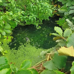 Ventnor Botanic Garden - Isle of Wight