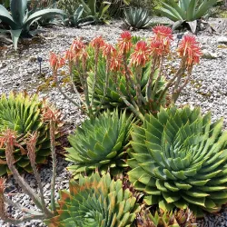 Ventnor Botanic Garden - Isle of Wight