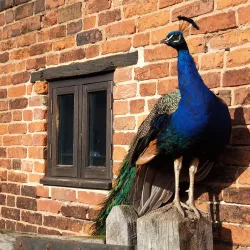 Moseley Old Hall - Keele