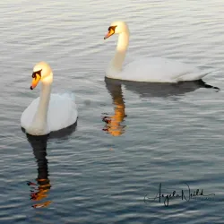 Leeds and Liverpool Canal - Keighley