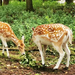 Dean Castle and Country Park - Kilmarnock