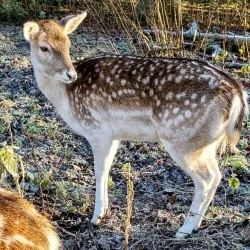 Dean Castle and Country Park - Kilmarnock