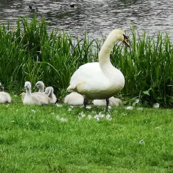 Kay Park - Kilmarnock