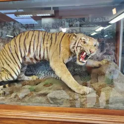 Lynn Museum - King's Lynn