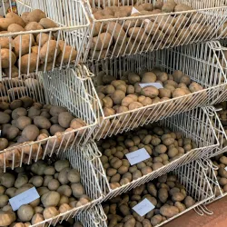 Greenwell's Garden - Kirkwall