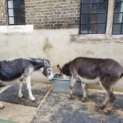 Vauxhall City Farm - Lambeth