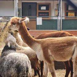 Vauxhall City Farm - Lambeth