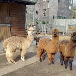 Vauxhall City Farm - Lambeth