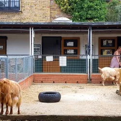 Vauxhall City Farm - Lambeth